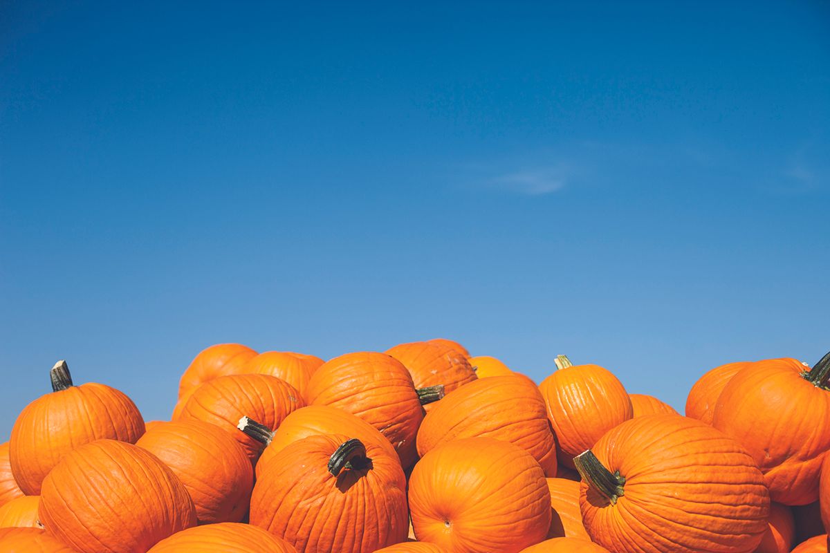 Pile of pumpkins with blue sky in the background