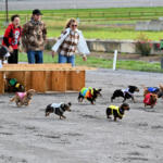 weiner dog races
