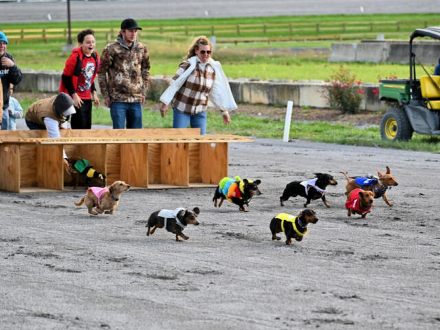 weiner dog races