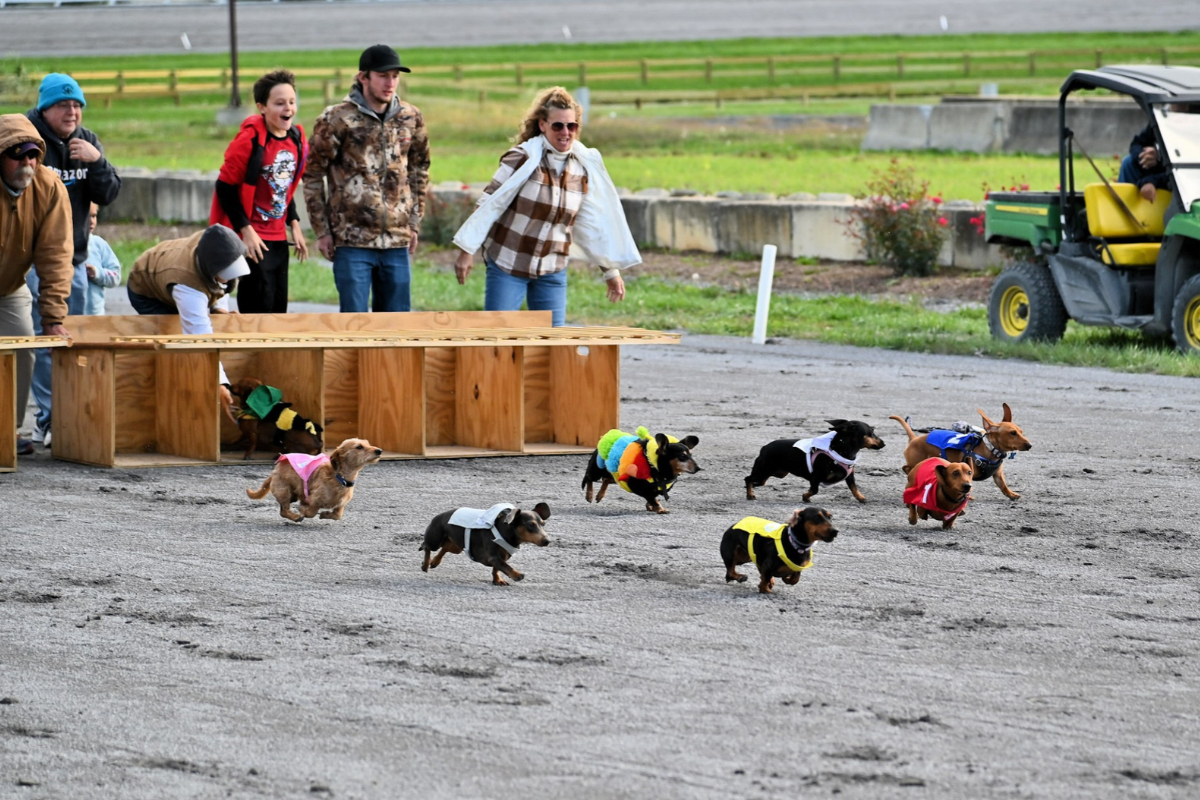 weiner dog races
